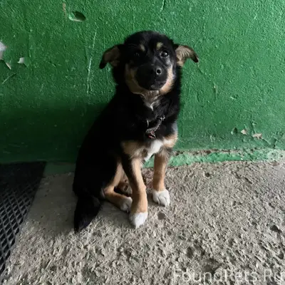 Найден щенок, Ключевая Жизнь