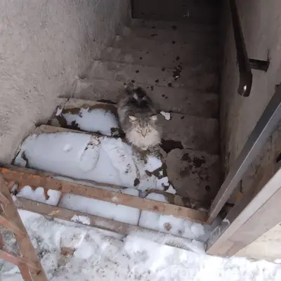 Найден кот, г. Владимир