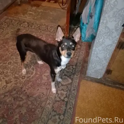 Пропал той терьер Марсель, Междуреченск