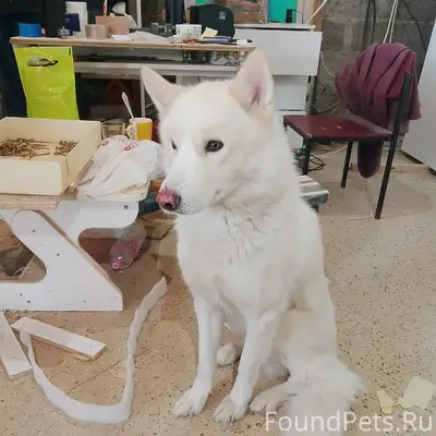 Найден лайка, деревня Ракитовка