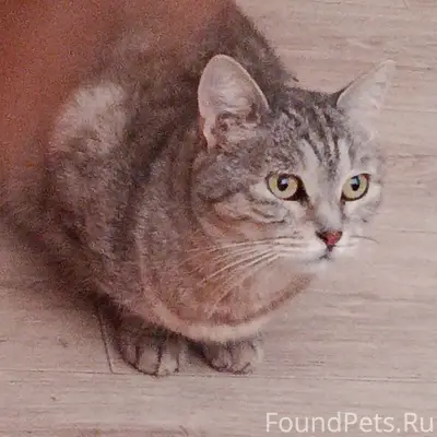 Пропала кошка Буся, Луговая, Осенняя