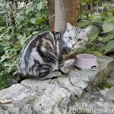 Пропал кот Сёма, улица Ванеева