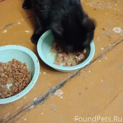 Найден котёнок-подросток, ул. Первомайская