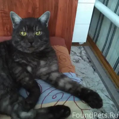 Пропал кот Марсик, ул. Советская