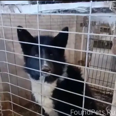 Пропала собака, Камышлов