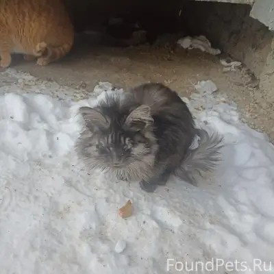 Пропали кошки, санаторий Станко