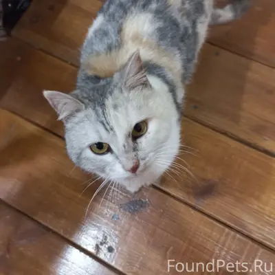 Найдена кошка, Михайловка, ул. Подлесная