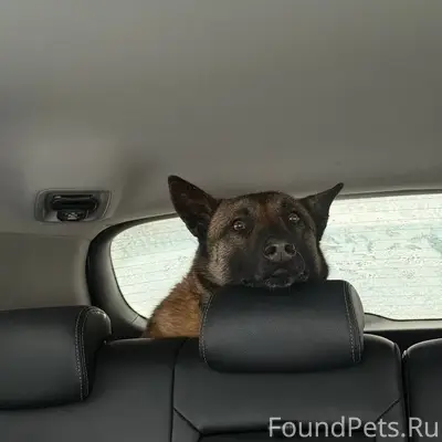 Найден малинуа, деревня Львово, Московская область