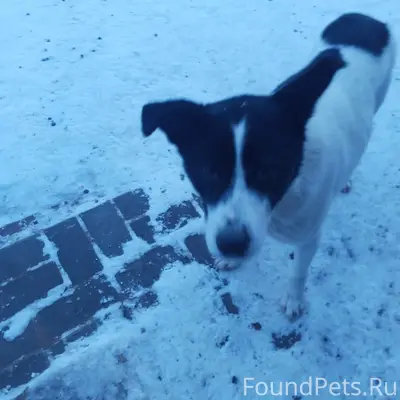 Найден тип собака, Завьяловский район