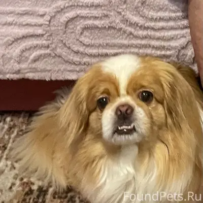 Пропала собака Рикки, ул. Речной