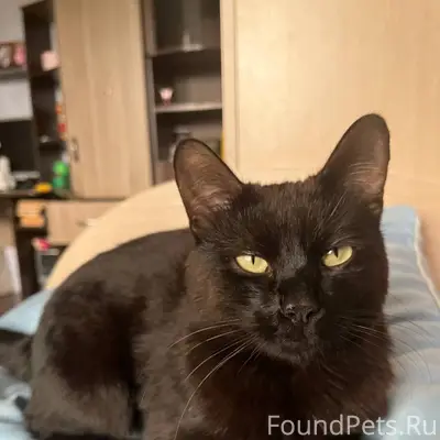 Пропал кот Мелкий, район Розы Люксембург и Запрудной