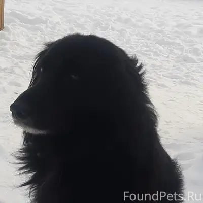 Пропала чёрная собака, без ошейника