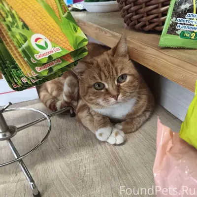 Найдена кошка, парковка Аксона