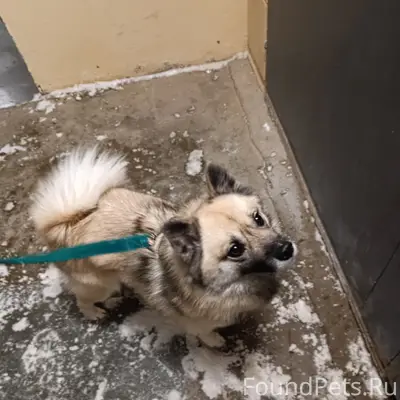 Найден пёс, Карл Либкнехта 14