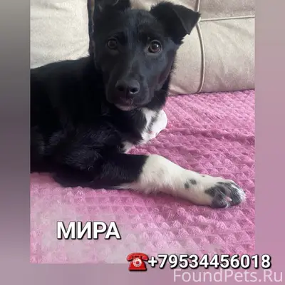 Пропала собака, вниз от Рахманинова, 3а