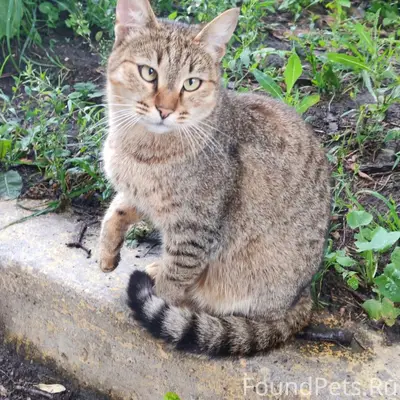 Пропала кошка Рыся, район Ошарской и Белинского