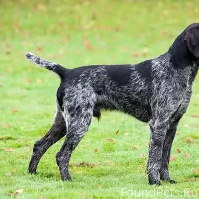 Пропал пёс Арчи, село Аликово