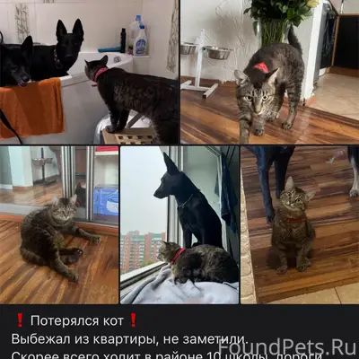 Пропал кот Чувак, Пермь