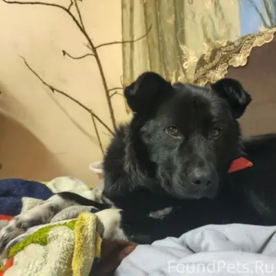 Пропала собака Белла, второе отделение