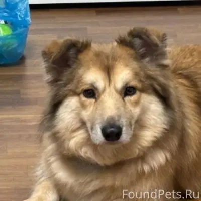 Пропал метис корги и бордер-колли, Пятигорск