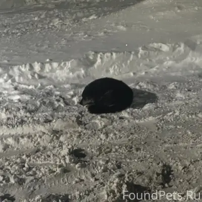 Пропал пёс, Олимпийская 54