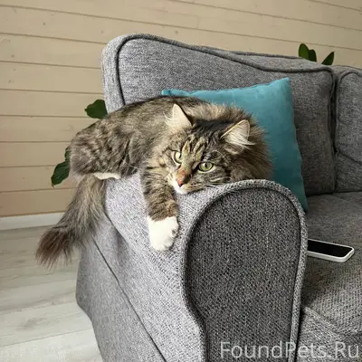 Пропал кот Кузя, площадь