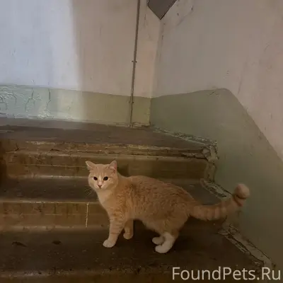 Найден кот, ласковый и ухоженный
