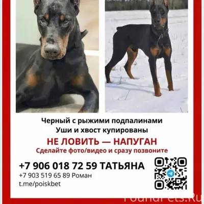 Пропал доберман Бэта, Раменское м. о.