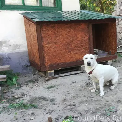 Найден кобель, потерялся в автобусе