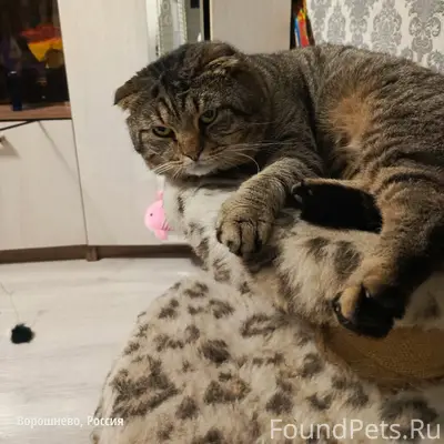 Пропал кот, Ворошнево