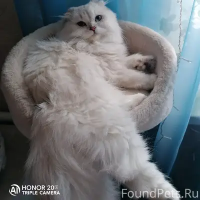 Пропал кот Степан, 2 Западный, ул. Кольцова