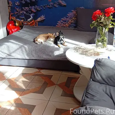 Пропала собака, Николаевка, СНТ Альбатрос