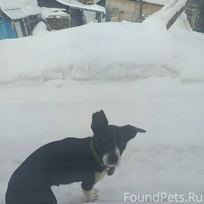 Пропала собака Ильма