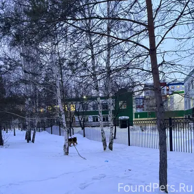 Пропала овчарка, возле 56 школы
