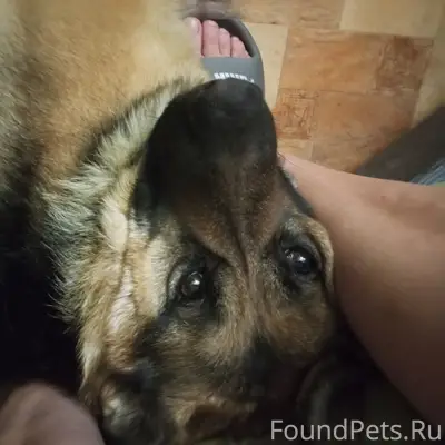Пропала немецкая овчарка Мука