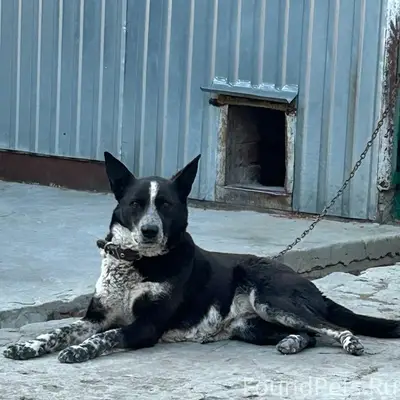 Пропала собака Лада, г. Сердобск