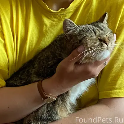 Пропала кошка Кнопа, поселок Мичуринский