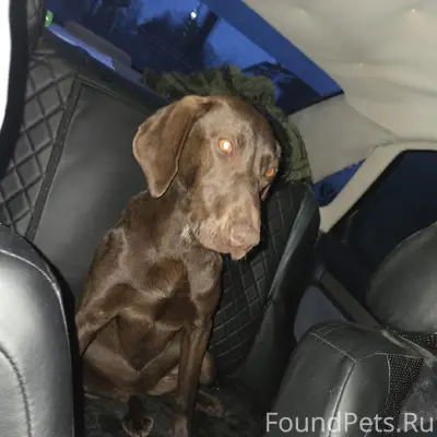 Найден щенок, трасса за посёлком Дружба