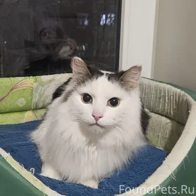 Найден кот, Социалистическая 18