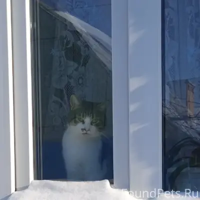 Пропал кот Сеня, район первого отдела полиции