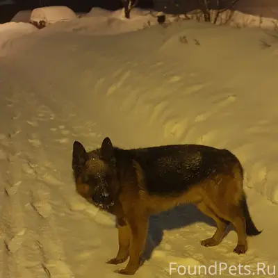 Найден кобель немецкой овчарки