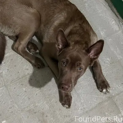 Найден пёс, хромает, улица Щербакова