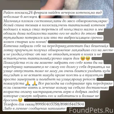 Найден котёнок, район вокзала