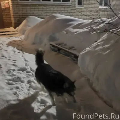 Пропала хаски, с ошейником