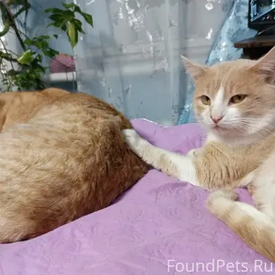 Пропал кот Кекс