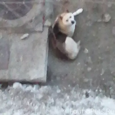 Пропала собака, место не указано