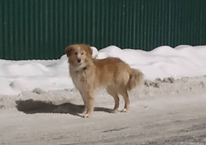 Найден тип собака, Бернгардовка