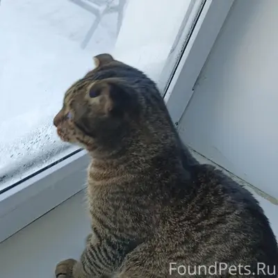 Пропал кот, старый микрорайон