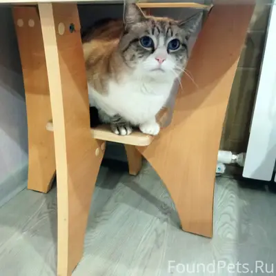 Пропал кот, Богородск