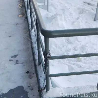 Найден пёс, возле магазина